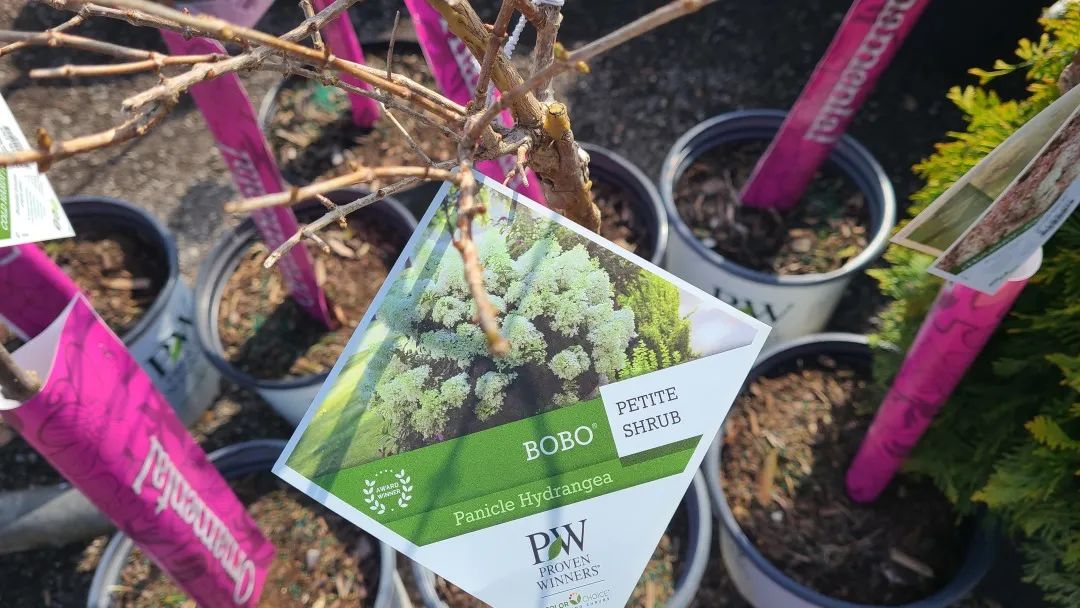 又大又香的Tree Valley苗圃探店：绣球品类就超过16种！