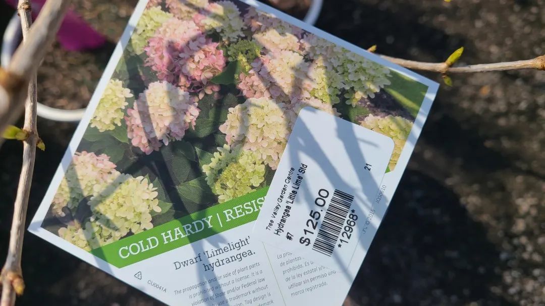 又大又香的Tree Valley苗圃探店：绣球品类就超过16种！