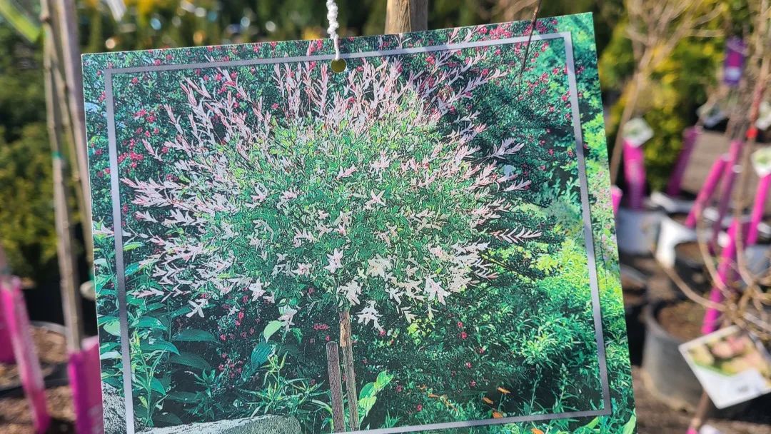 又大又香的Tree Valley苗圃探店：绣球品类就超过16种！