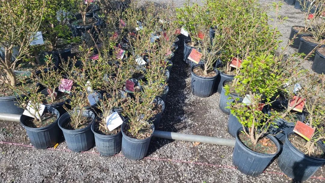 又大又香的Tree Valley苗圃探店：绣球品类就超过16种！