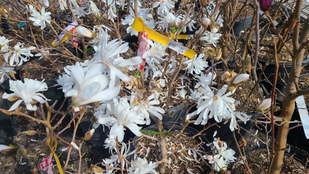 又大又香的Tree Valley苗圃探店：绣球品类就超过16种！