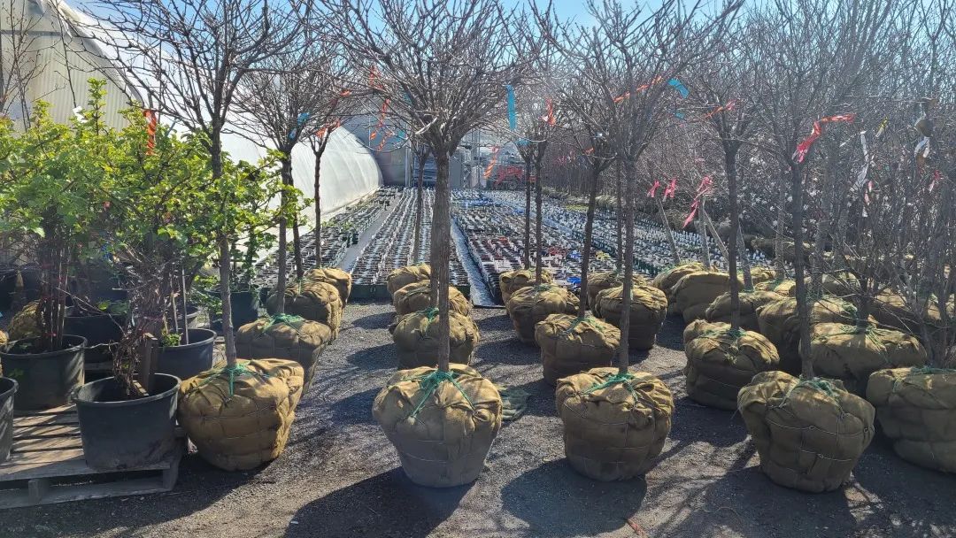 又大又香的Tree Valley苗圃探店：绣球品类就超过16种！