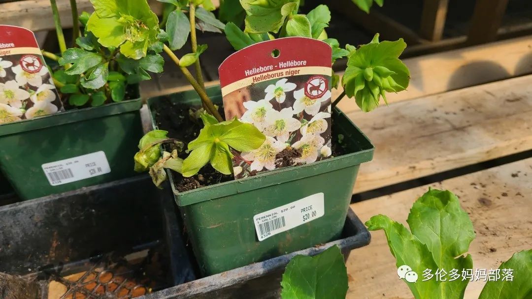 疯狂的苗圃探店系列：多年生宿根和高颜值网红绿植的卖场大秀
