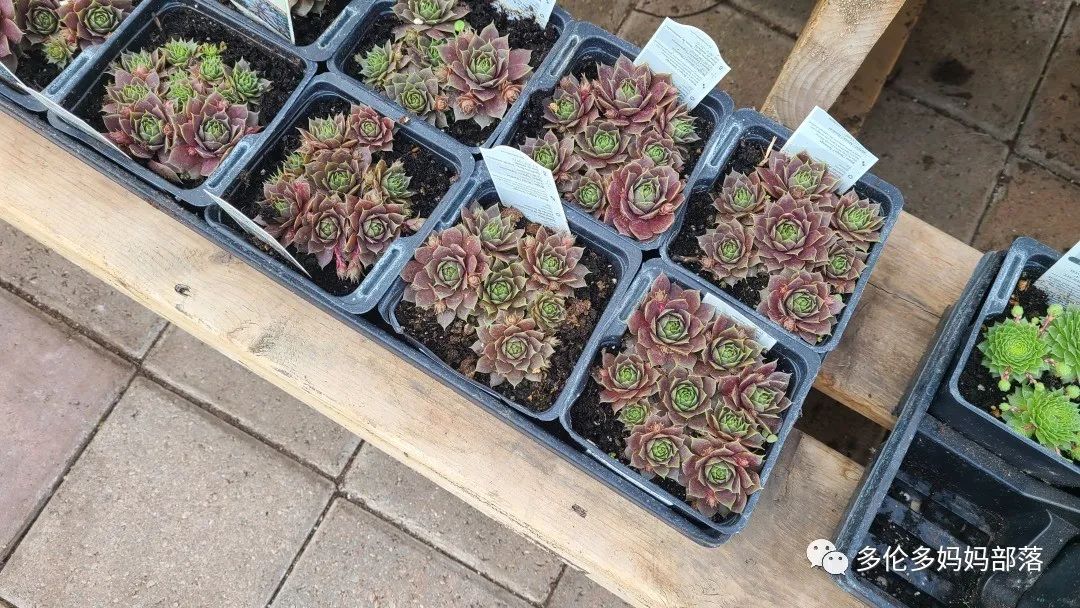 疯狂的苗圃探店系列：多年生宿根和高颜值网红绿植的卖场大秀