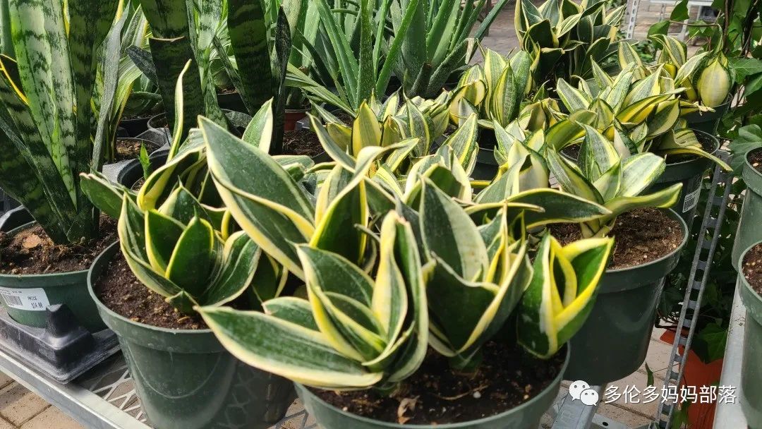疯狂的苗圃探店系列：多年生宿根和高颜值网红绿植的卖场大秀