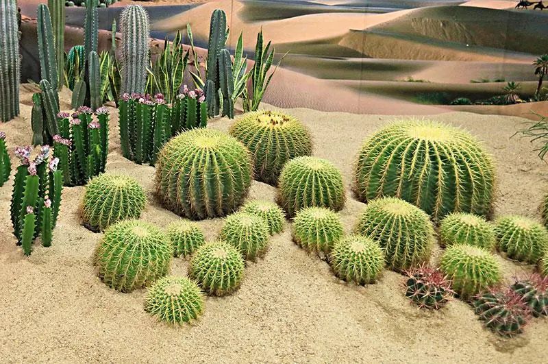 不是什么泥巴都能种花!为了找土,你拼了吗? 不是什么泥巴都能种花!为了找土,你拼了吗?