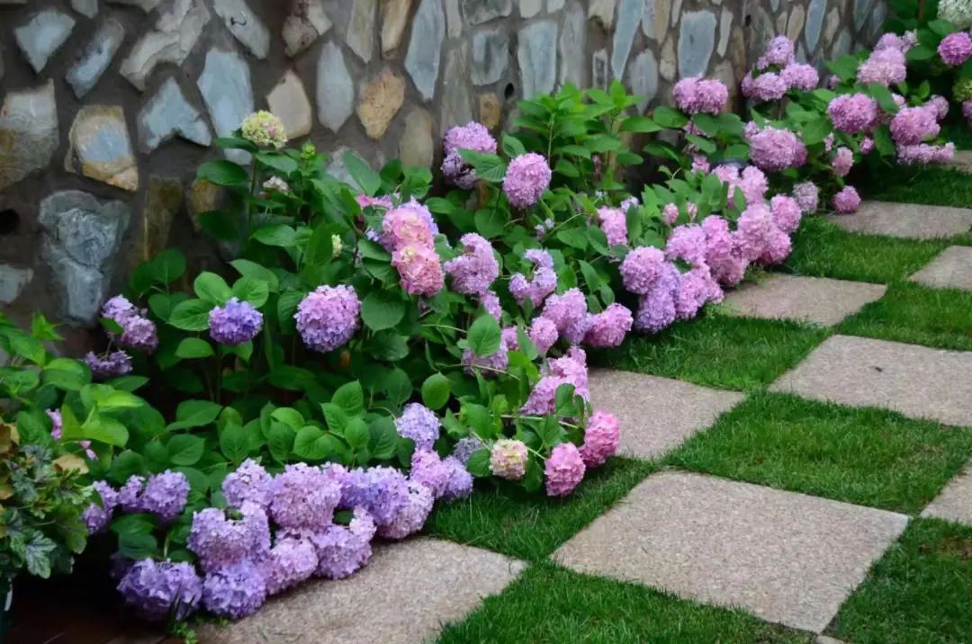 不是什么泥巴都能种花!为了找土,你拼了吗? 不是什么泥巴都能种花!为了找土,你拼了吗?