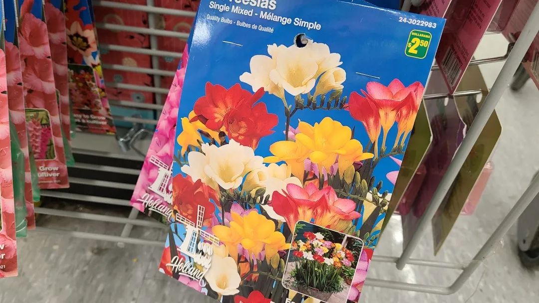 探店Dollarama：“霸道总裁”一枝花逛一元店，反向带货？