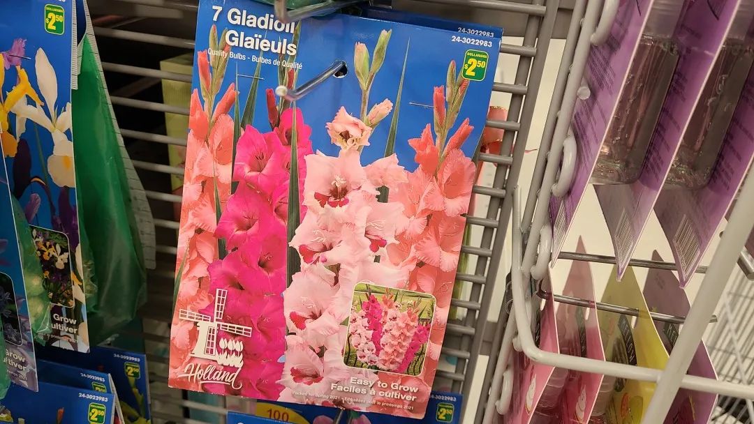 探店Dollarama：“霸道总裁”一枝花逛一元店，反向带货？