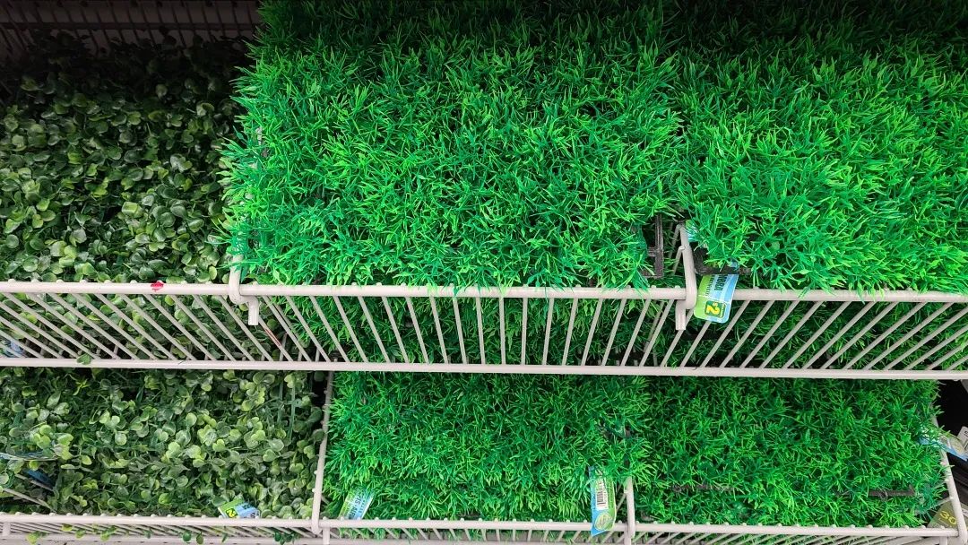 探店Dollarama：“霸道总裁”一枝花逛一元店，反向带货？