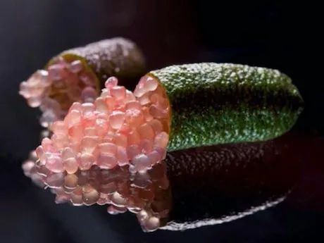 逼格与价格齐飞的网红水果：都是土里长出来的，咋就不一样？