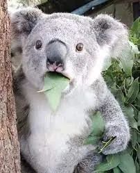 用生命尝一口春天的味道，今天你挖野菜了吗？