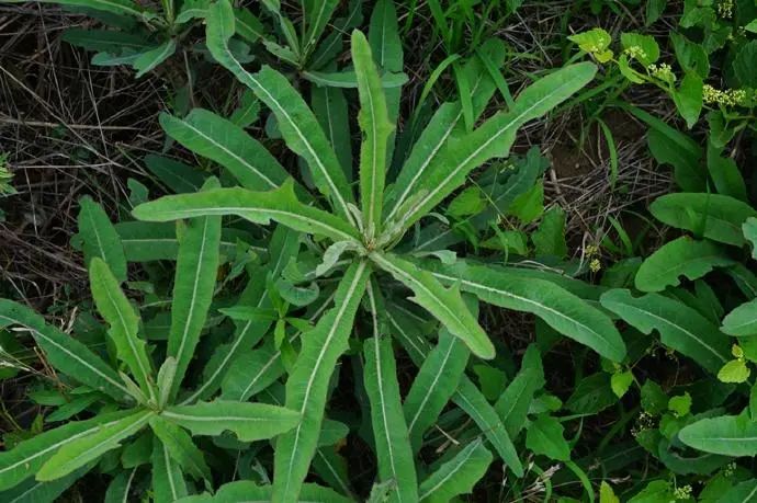 用生命尝一口春天的味道，今天你挖野菜了吗？