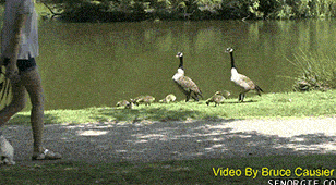 大鹅吊打团灭两头猛虎！能战胜大鹅真的只有铁锅了吗？