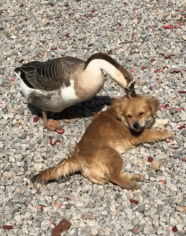 大鹅吊打团灭两头猛虎！能战胜大鹅真的只有铁锅了吗？