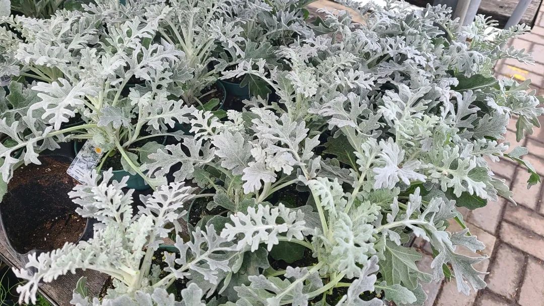 探店：在封城中求生存的苗圃，仍骄傲地营业中！