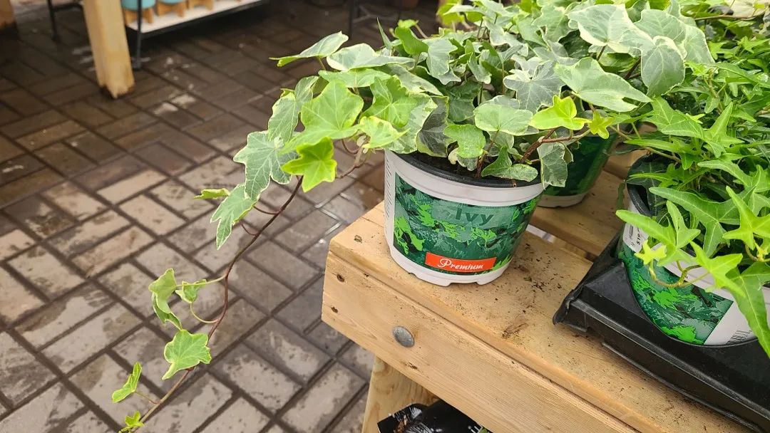 探店：在封城中求生存的苗圃，仍骄傲地营业中！