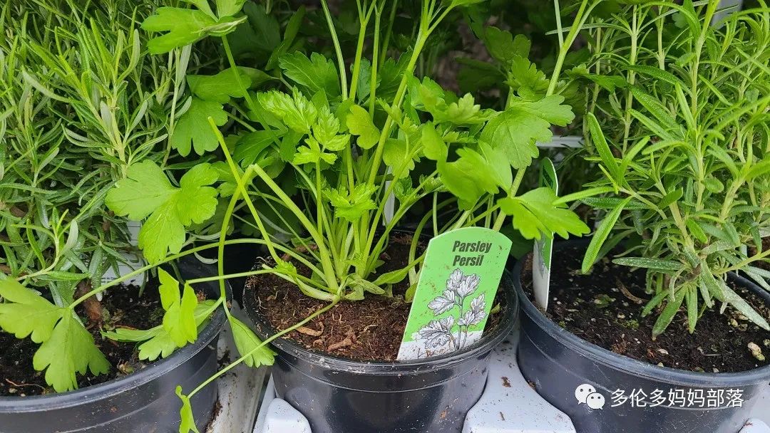 Costco不甘寂寞放大招：户外卖绿植，内附大量细节生图及种植经验分享