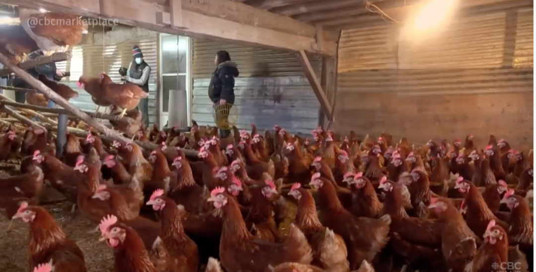 有机鸡蛋更有营养？测试了14种鸡蛋，又交智商税了吗......