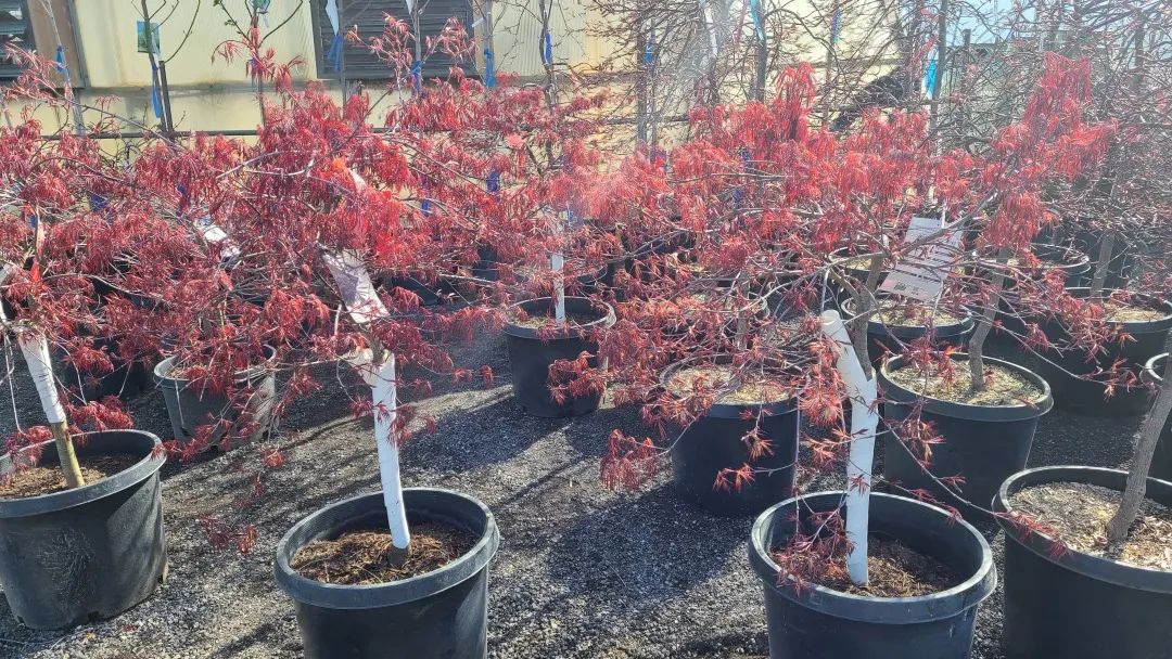 又大又香的Tree Valley苗圃探店：绣球品类就超过16种！