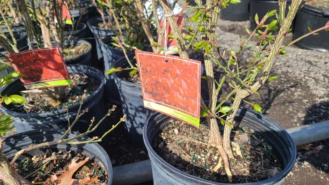 又大又香的Tree Valley苗圃探店：绣球品类就超过16种！