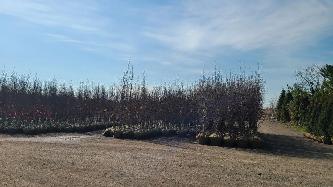 又大又香的Tree Valley苗圃探店：绣球品类就超过16种！