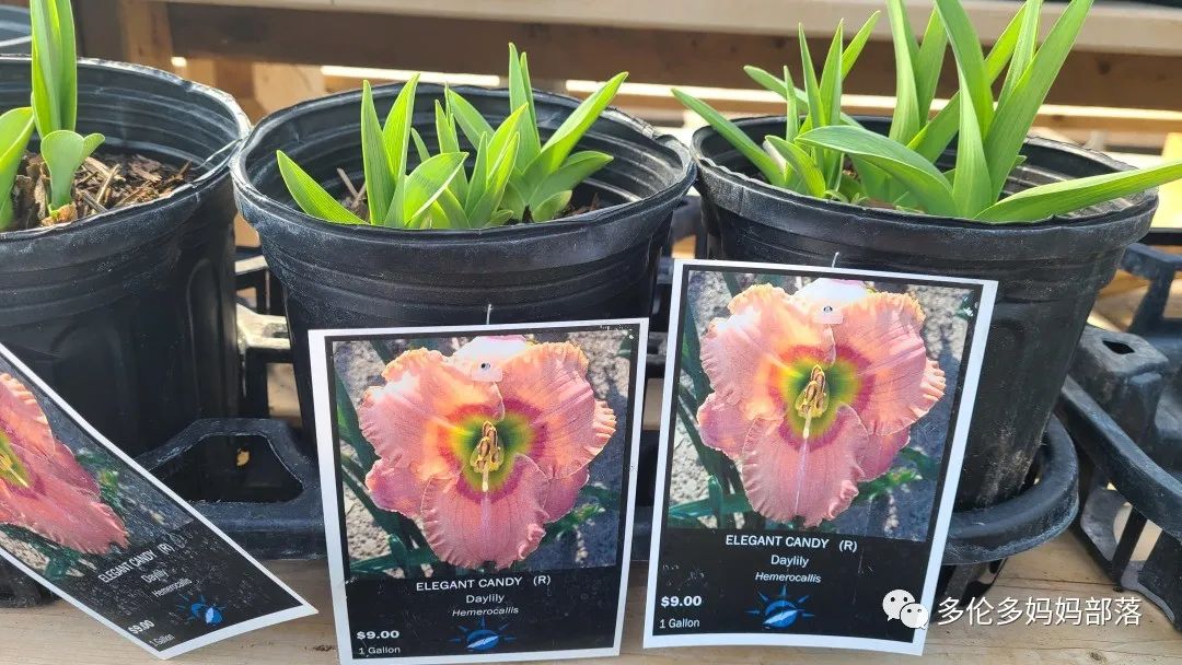 疯狂的苗圃探店系列：多年生宿根和高颜值网红绿植的卖场大秀
