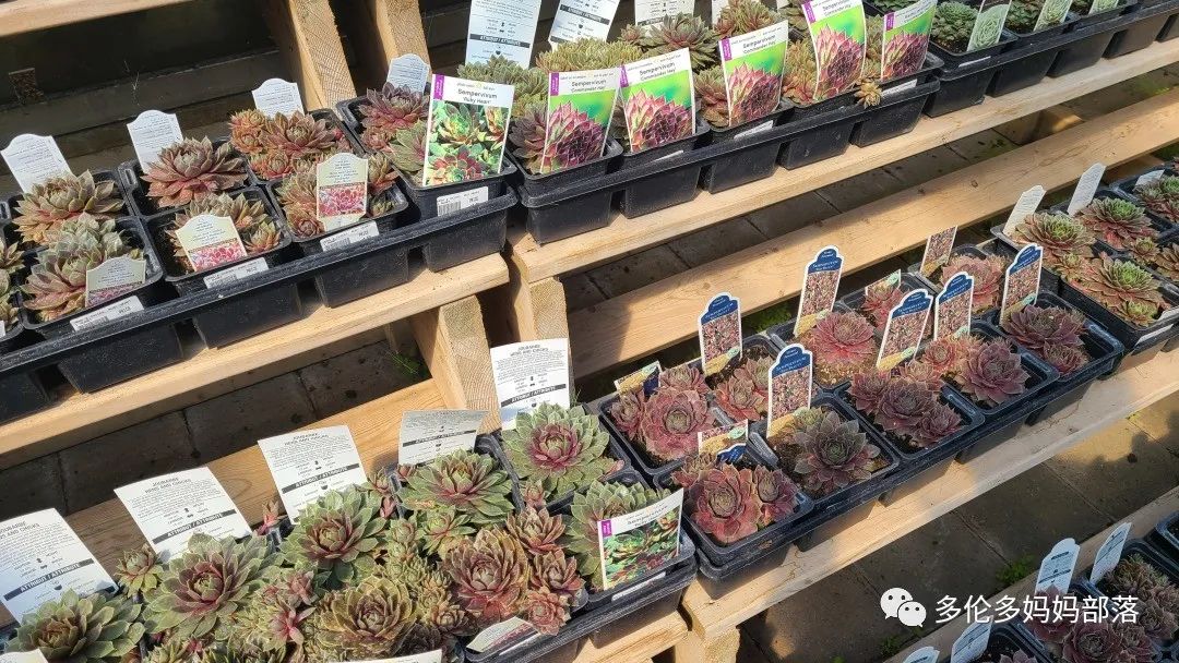 疯狂的苗圃探店系列：多年生宿根和高颜值网红绿植的卖场大秀