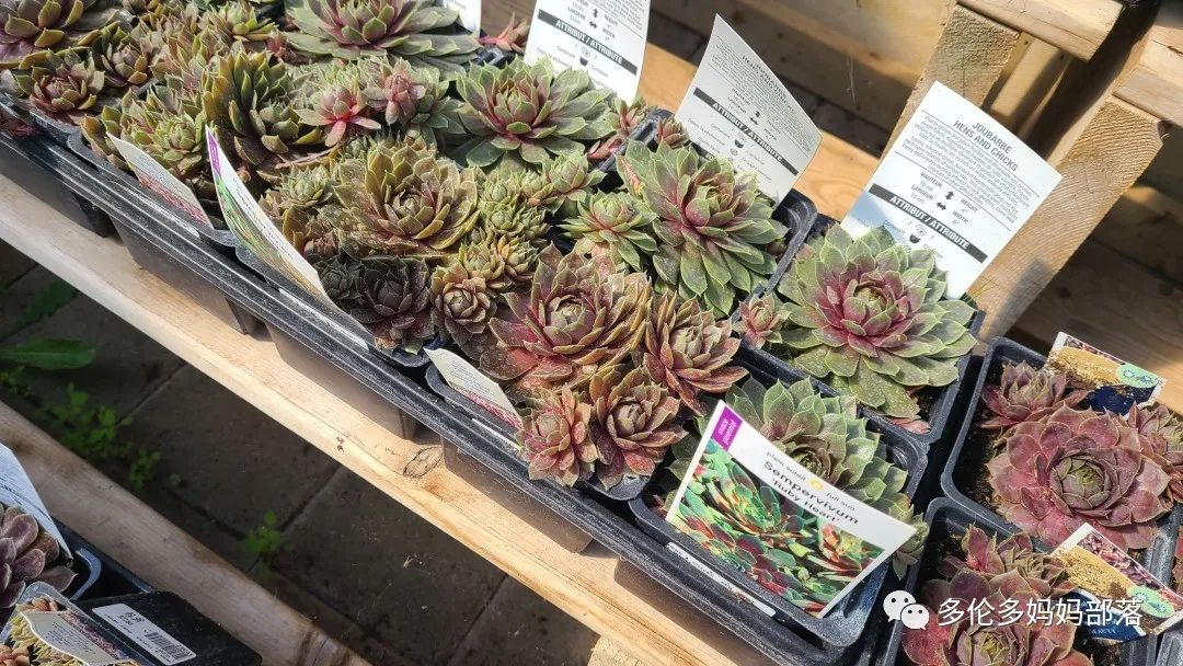 疯狂的苗圃探店系列：多年生宿根和高颜值网红绿植的卖场大秀