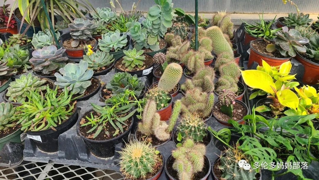疯狂的苗圃探店系列：多年生宿根和高颜值网红绿植的卖场大秀