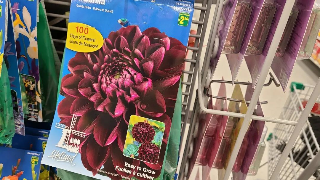 探店Dollarama：“霸道总裁”一枝花逛一元店，反向带货？