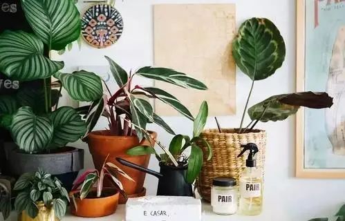 放过发财树和富贵竹，这些撩人的绿植，让你的家INS风满满！