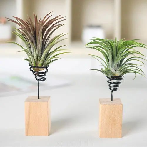 放过发财树和富贵竹，这些撩人的绿植，让你的家INS风满满！