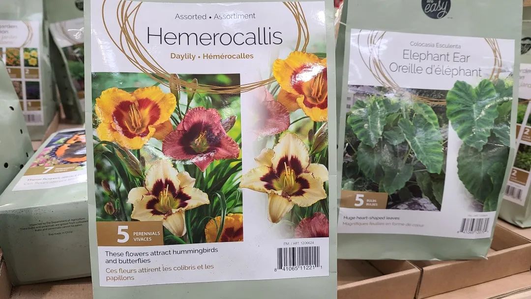 Costco绿植上新：比梅根野心还大的绣球，芦笋草莓统统有！