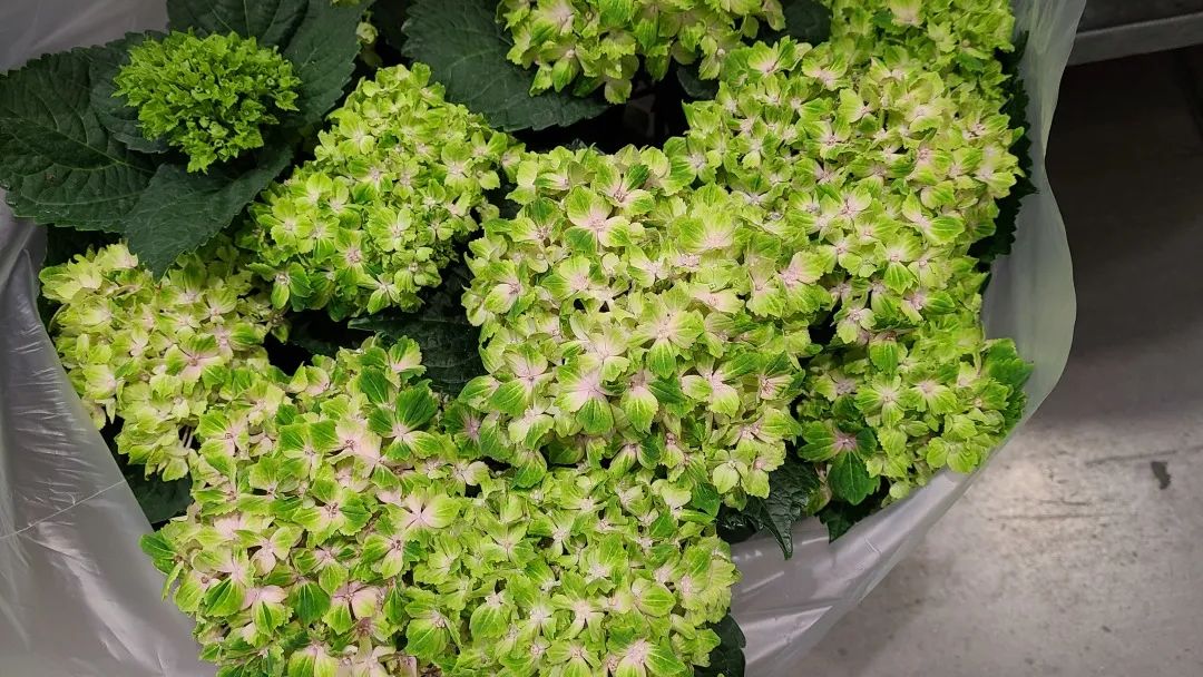 Costco绿植上新：比梅根野心还大的绣球，芦笋草莓统统有！