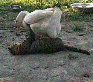 大鹅吊打团灭两头猛虎！能战胜大鹅真的只有铁锅了吗？