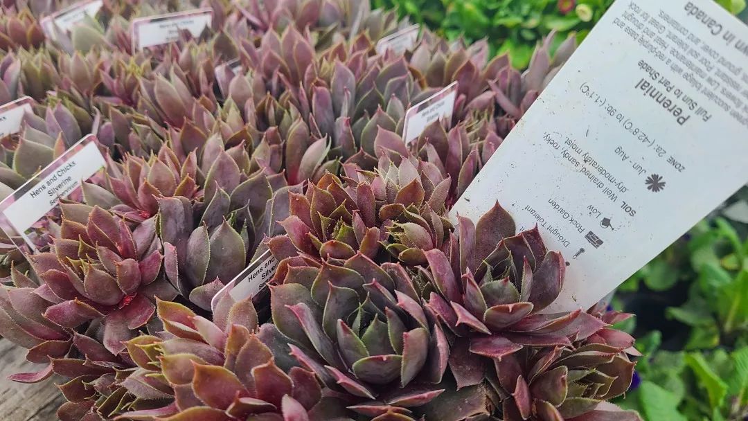 探店：在封城中求生存的苗圃，仍骄傲地营业中！