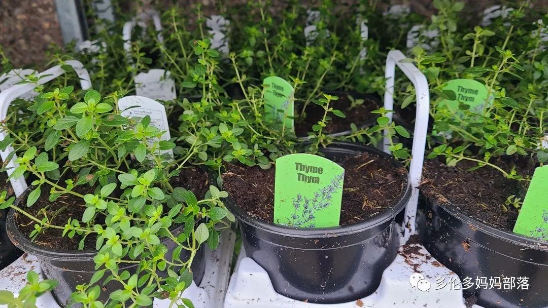 Costco不甘寂寞放大招：户外卖绿植，内附大量细节生图及种植经验分享