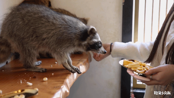 抓3只浣熊花了1200刀，每天都在被干脆面教育重新做人！