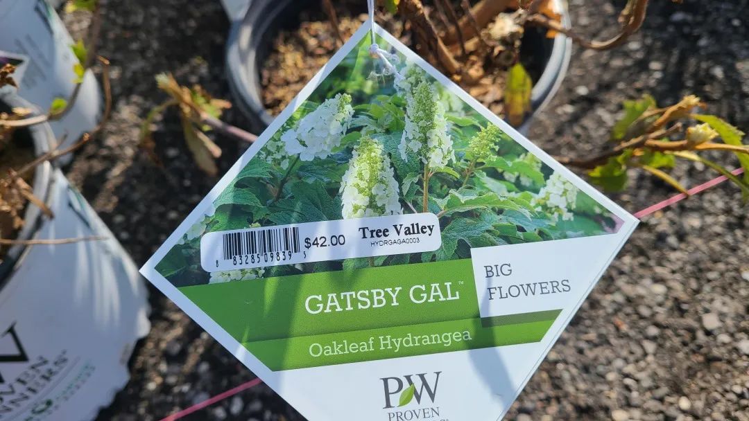 又大又香的Tree Valley苗圃探店：绣球品类就超过16种！