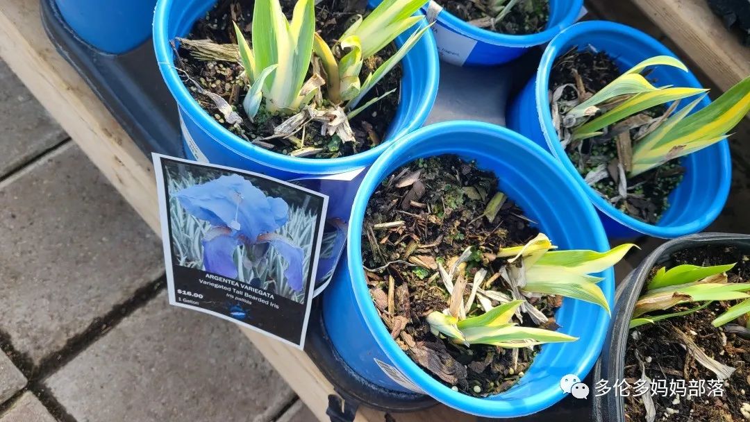 疯狂的苗圃探店系列：多年生宿根和高颜值网红绿植的卖场大秀