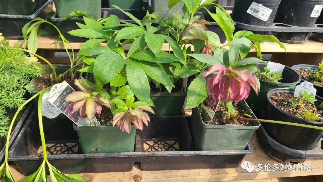 疯狂的苗圃探店系列：多年生宿根和高颜值网红绿植的卖场大秀