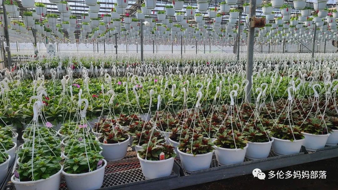 疯狂的苗圃探店系列：多年生宿根和高颜值网红绿植的卖场大秀