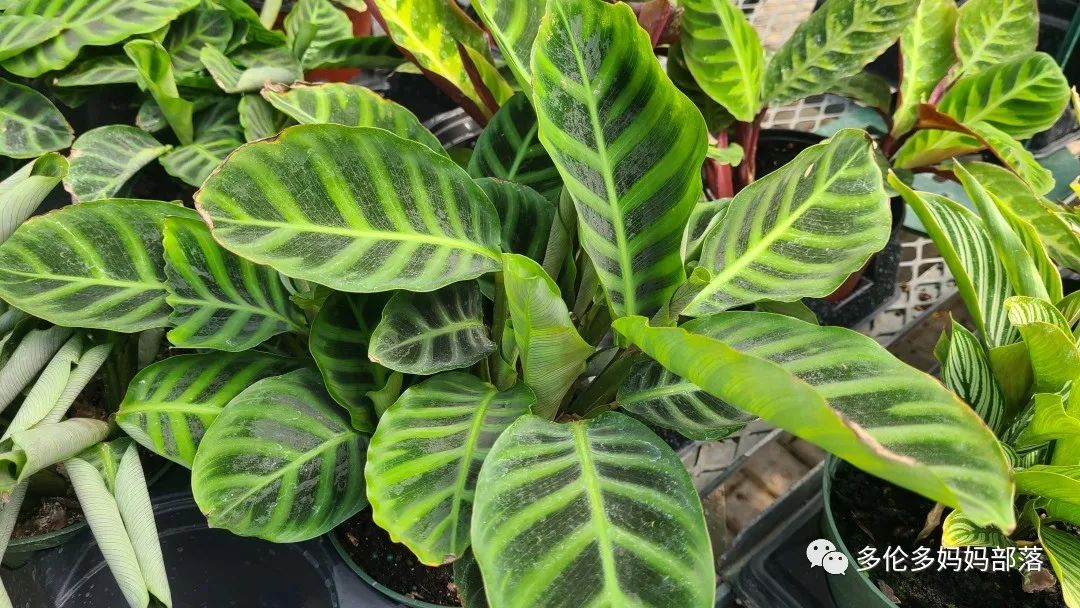 疯狂的苗圃探店系列：多年生宿根和高颜值网红绿植的卖场大秀