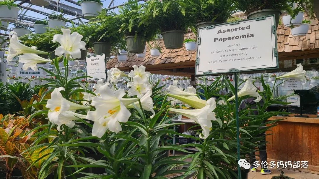 疯狂的苗圃探店系列：多年生宿根和高颜值网红绿植的卖场大秀