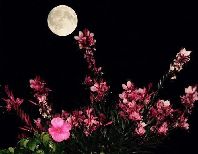 不是什么泥巴都能种花!为了找土,你拼了吗? 不是什么泥巴都能种花!为了找土,你拼了吗?