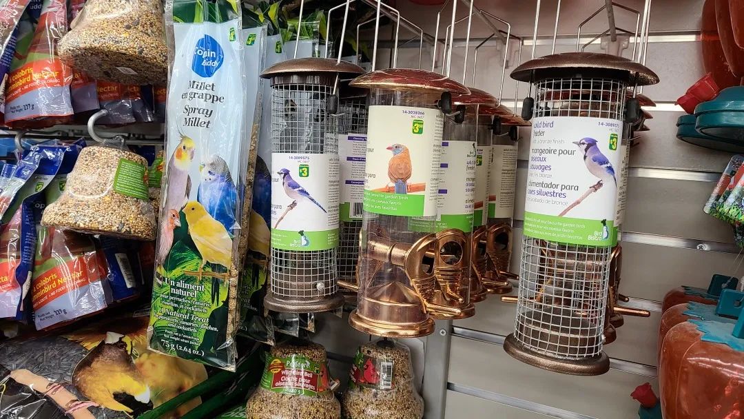 探店Dollarama：“霸道总裁”一枝花逛一元店，反向带货？