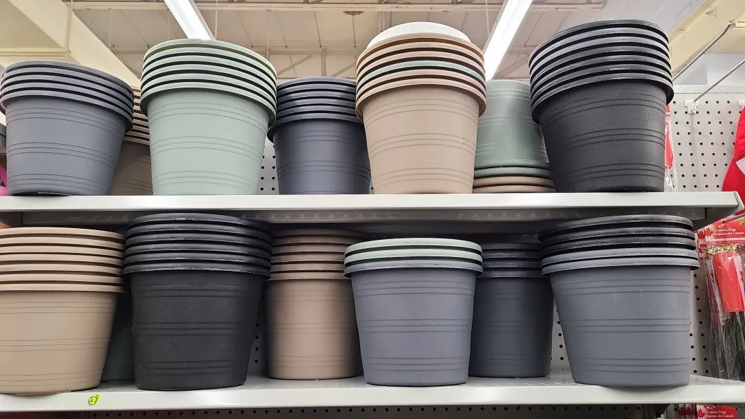 探店Dollarama：“霸道总裁”一枝花逛一元店，反向带货？