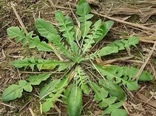 用生命尝一口春天的味道，今天你挖野菜了吗？