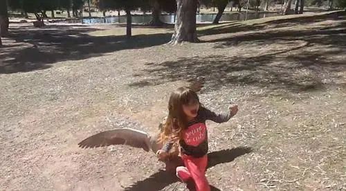 大鹅吊打团灭两头猛虎！能战胜大鹅真的只有铁锅了吗？